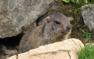 Hut to Hut walk in the Stubai Alps – Part 5: Innsbrucker Hut to Bremer Hut via nothing really